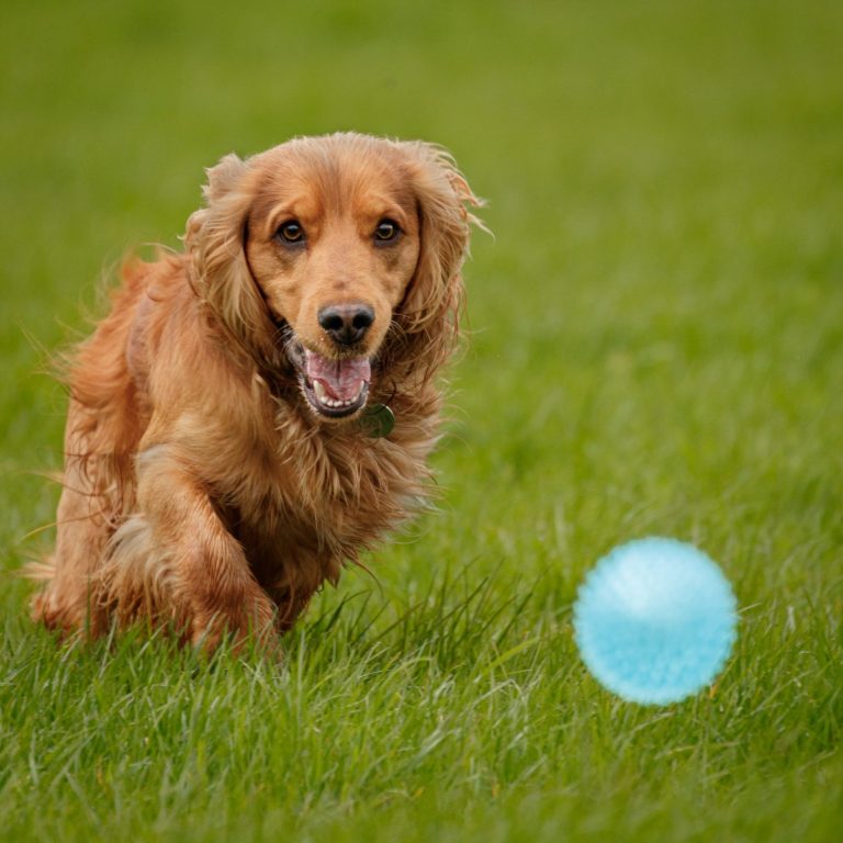 Golden retriever running towards a blue ball on green grass.