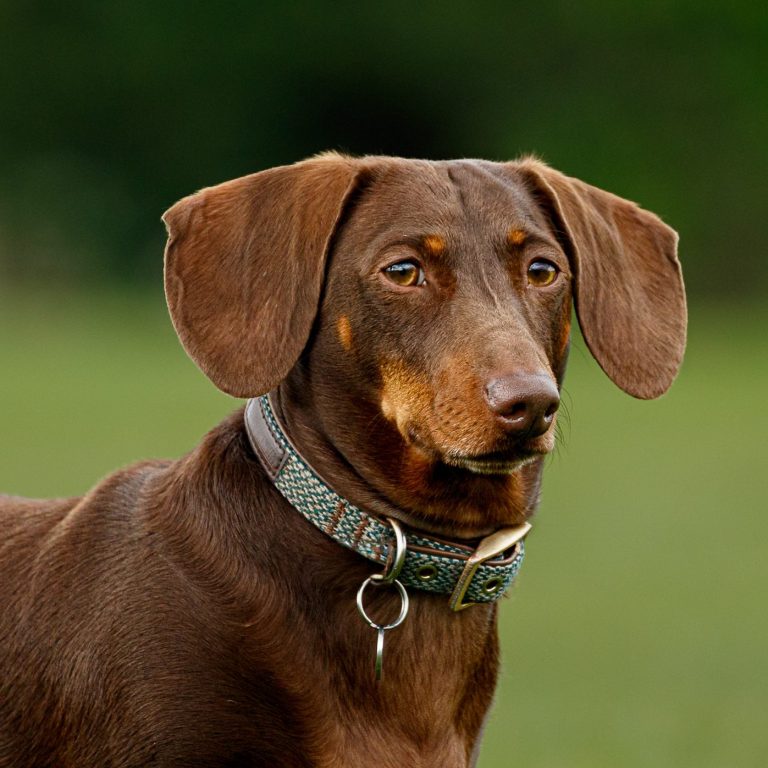 Brown dog with long ears, wearing a collar, standing on green grass.