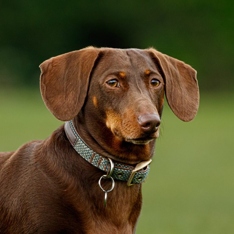 Brown dog with long ears and a collar, standing outdoors with a blurred green background.