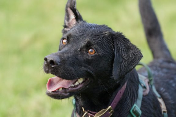 A joyful black Labrador with a playful expression in a green field.