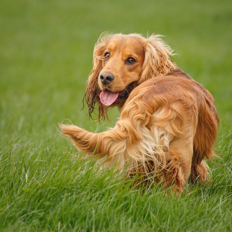 Golden Cocker Spaniel with a wagging tail standing in green grass.