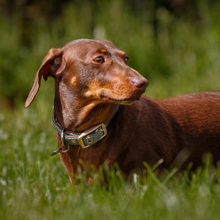 A brown dachshund standing on green grass, looking to the side.
