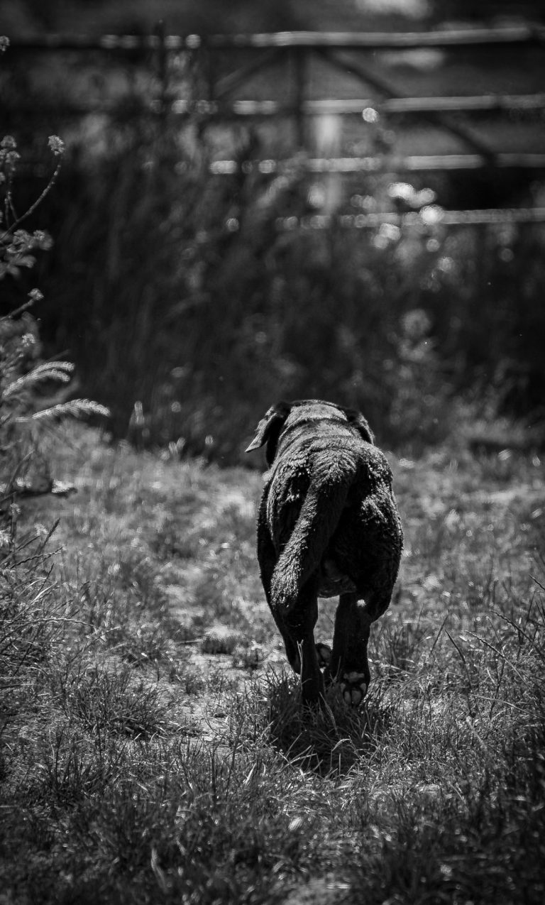 A black dog walking away through grassy terrain.
