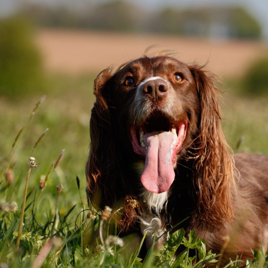 Happy brown dog with tongue out, sitting in a grassy field on a sunny day.