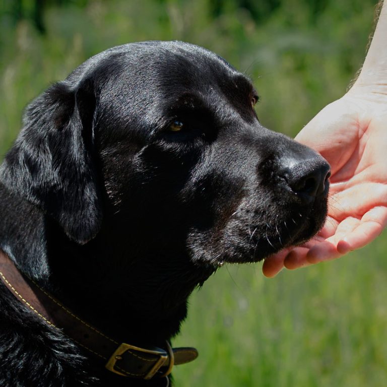 A black Labrador retriever near a person's outstretched hand.