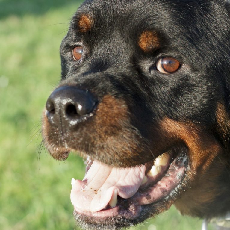 Close-up of a happy Rottweiler with a shiny coat and bright eyes.