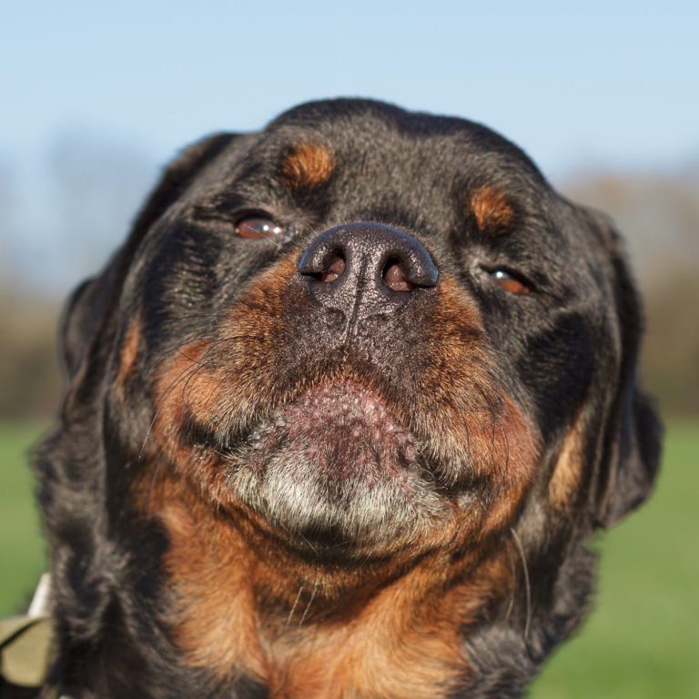 Close-up of a Rottweiler with a relaxed expression against a blue sky.