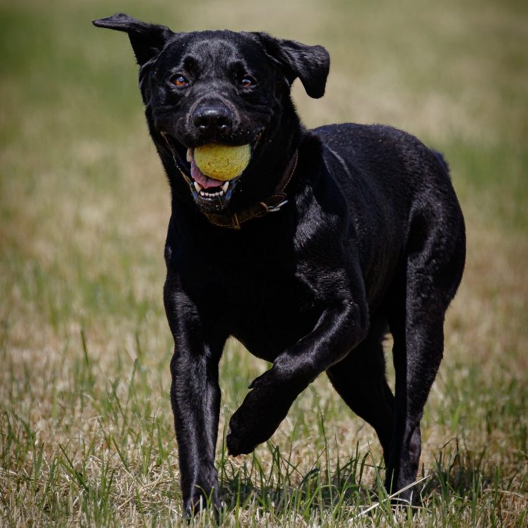 A black dog running with a yellow ball in its mouth on grass.