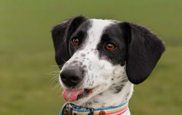 Close-up of a black and white dog with expressive brown eyes and a playful expression.