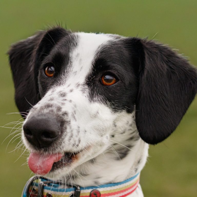 A close-up of a black and white dog with expressive brown eyes and a playful tongue.