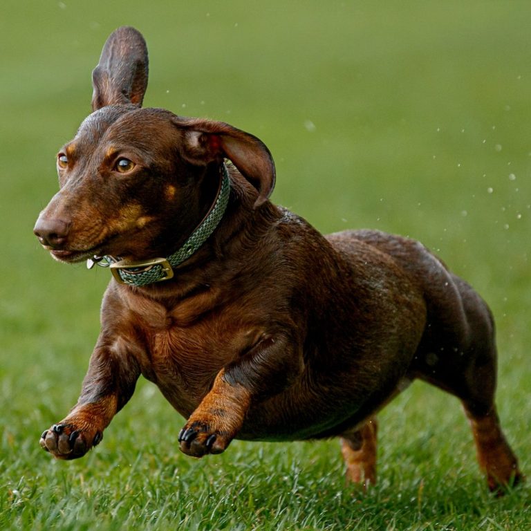 A brown dachshund running playfully across a grassy field.