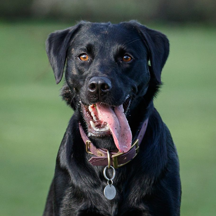Black Labrador Retriever with a happy expression and tongue out, set against a green background.