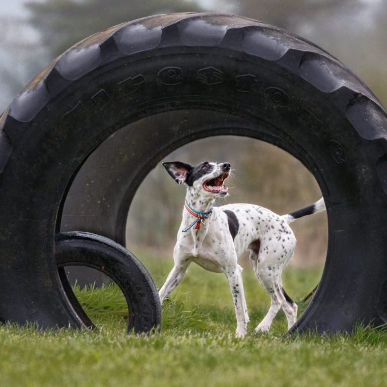 A spotted dog playing and running through a large tire on a grassy field.