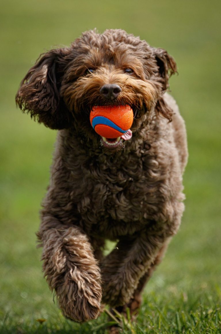 Brown fluffy dog running while holding an orange ball in its mouth.