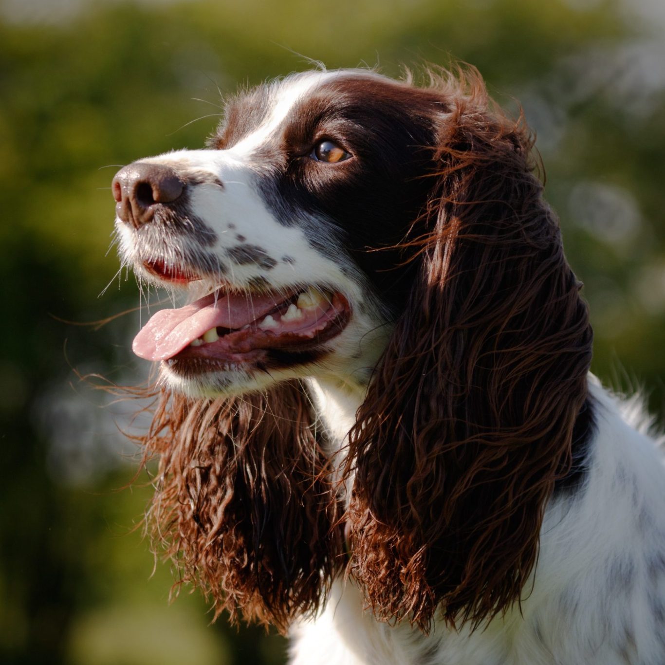 A brown and white English Springer Spaniel with curly fur, looking to the side.