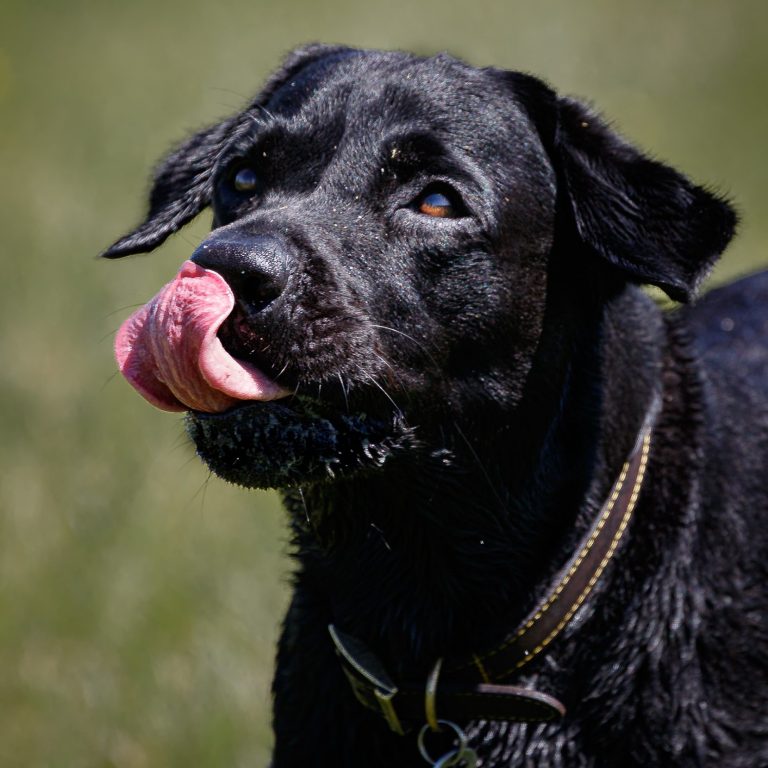 Black Labrador with its tongue out, looking attentively in a grassy field.