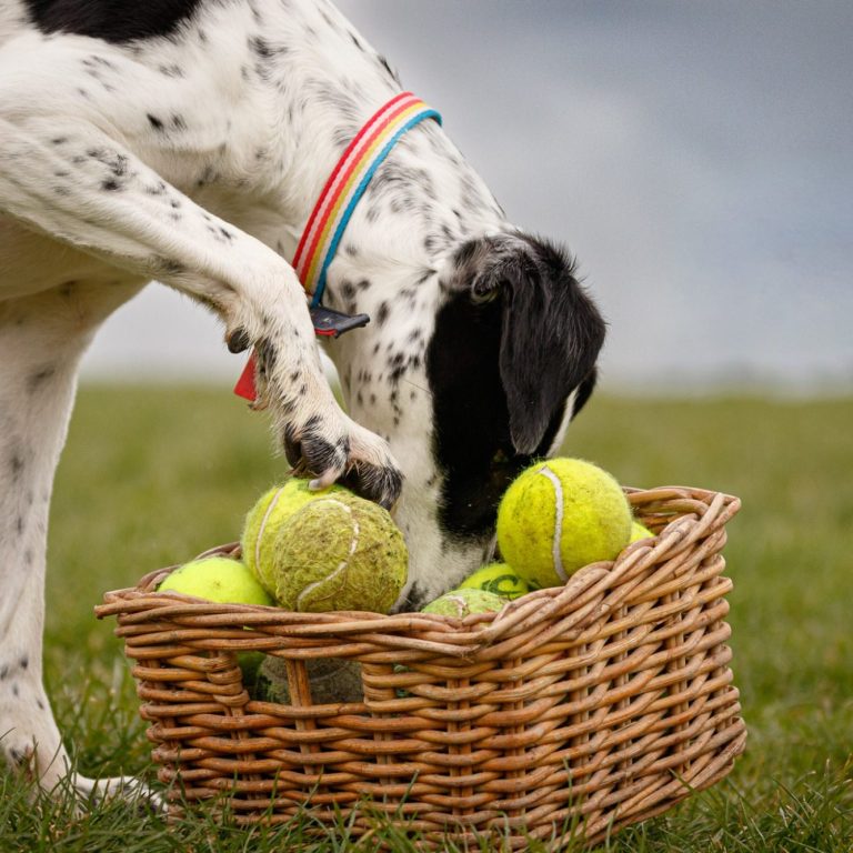 A dog with a collar searching through a basket filled with tennis balls.