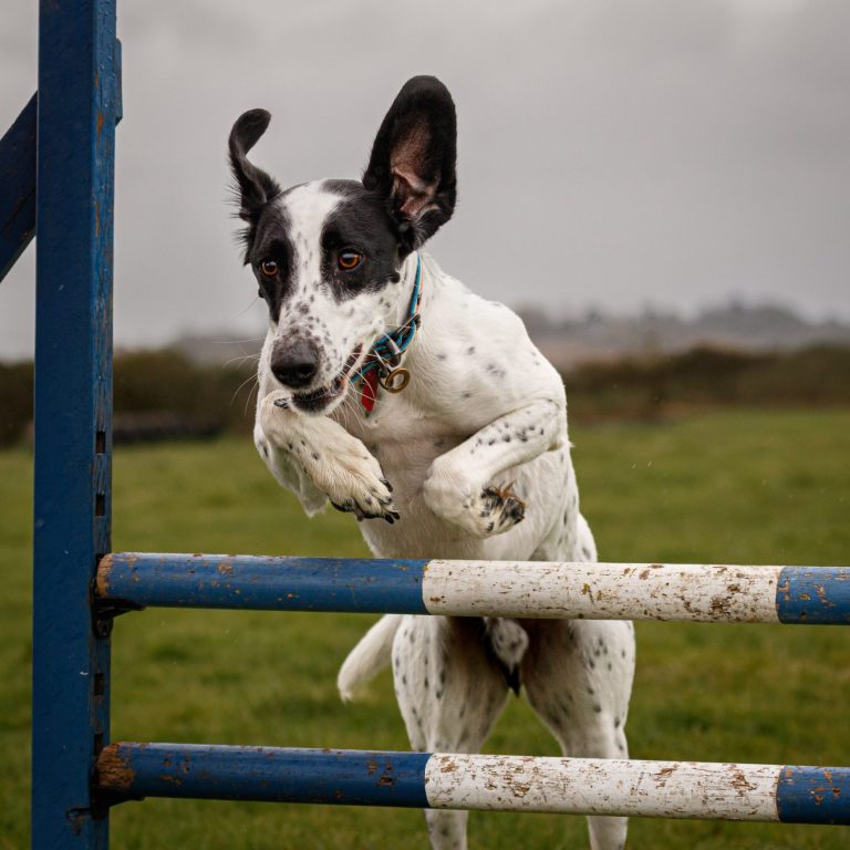 A black and white dog jumping over an obstacle in a grassy field.