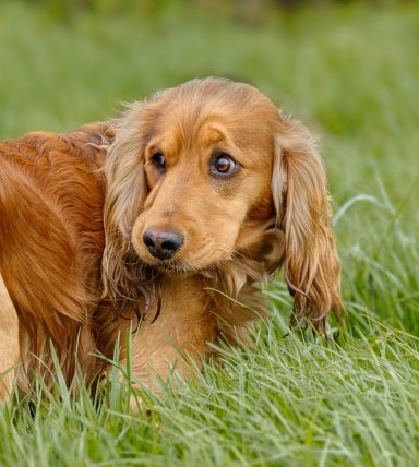 Golden-brown dachshund with long ears, standing in green grass.