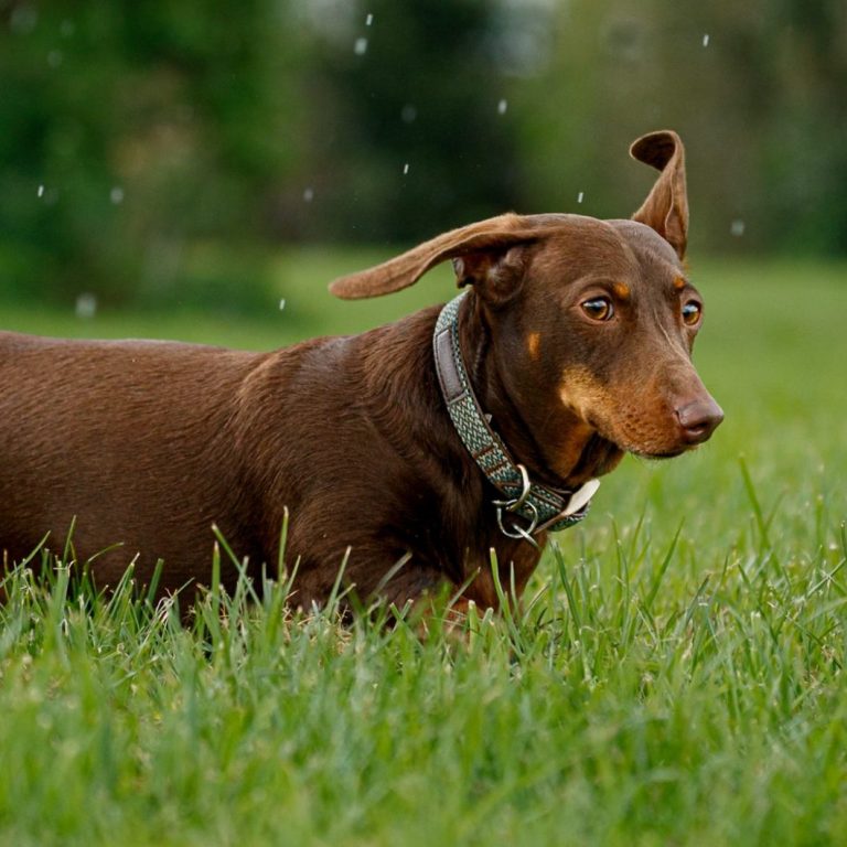 A brown dachshund standing on green grass in the rain, with ears perked up.