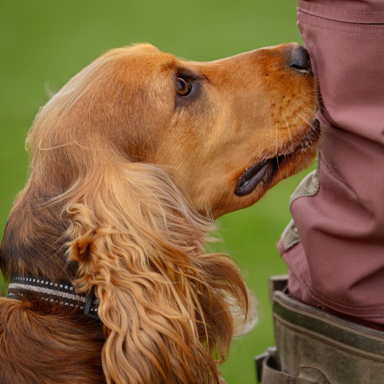 A golden cocker spaniel gazes up at a person's leg, showing curiosity and affection.