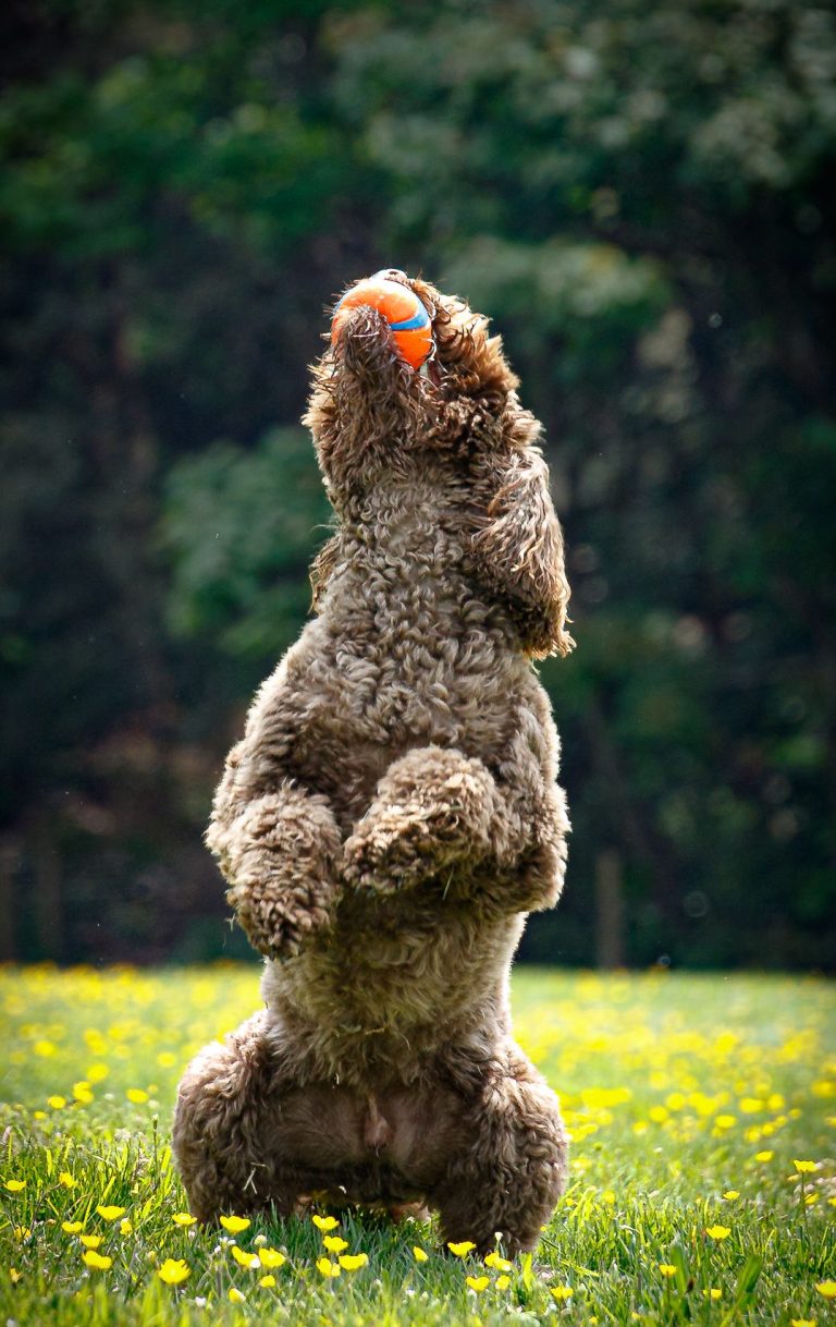 A dog standing on its hind legs, holding an orange ball in a grassy field.