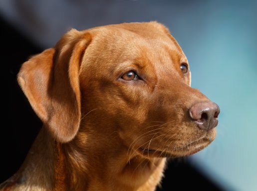 Close-up of a golden retriever's face, showcasing its expressive eyes and smooth fur.