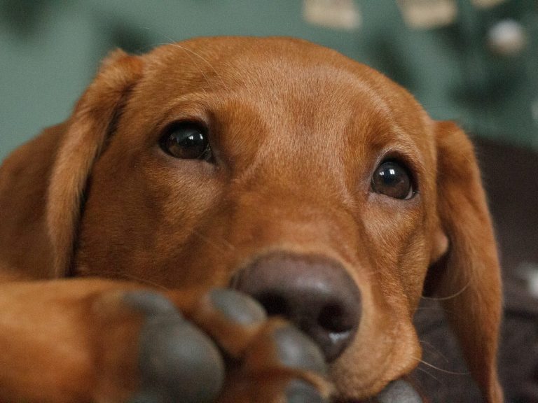 Brown dog resting with its head on its paws, looking curiously at the camera.