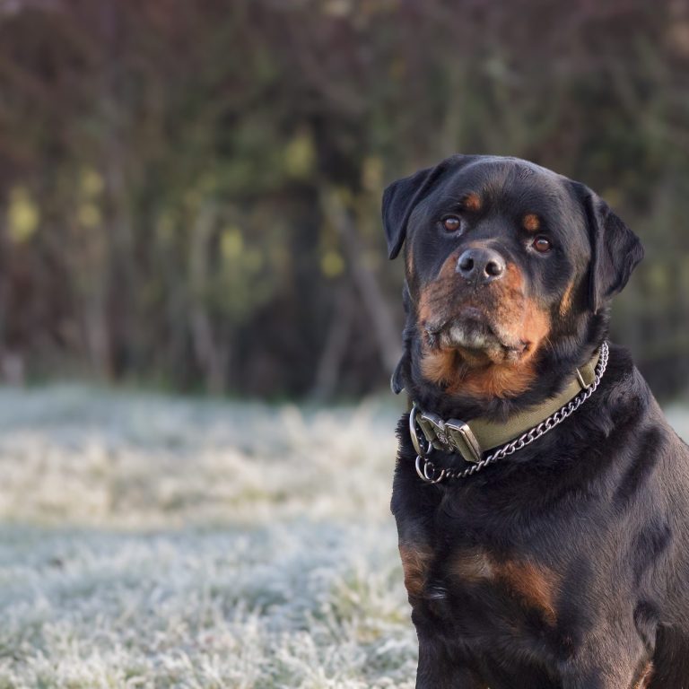 A Rottweiler sitting in frosty grass, looking attentively towards the camera.