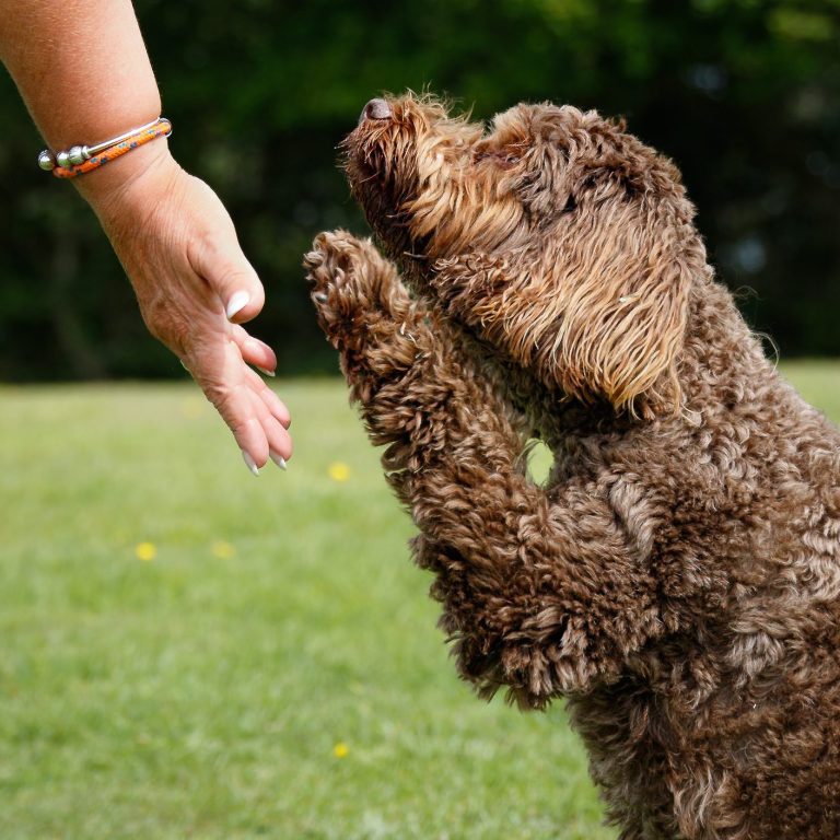 A brown dog with curly fur is reaching out to a person's hand in a grassy area.