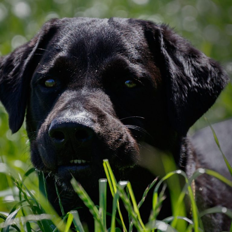 A black dog lying in green grass, looking towards the camera.