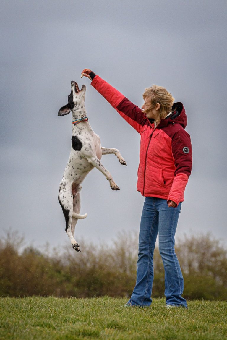 A woman in a red jacket plays with a jumping dog in a grassy field.