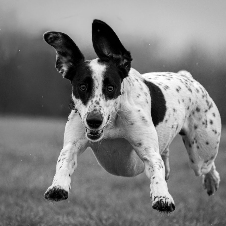 A black and white dog with spots leaps joyfully across a grassy field.
