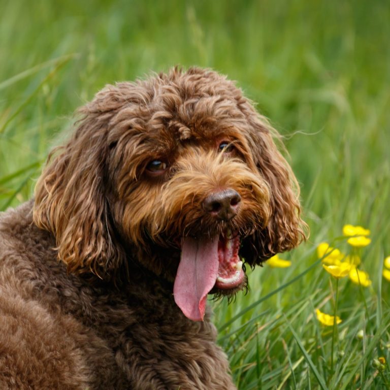 Brown dog with curly fur, sitting in a grassy area adorned with yellow flowers.