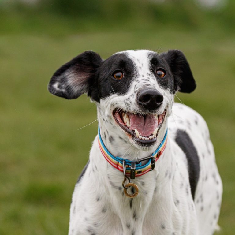 A happy black and white dog running on green grass.