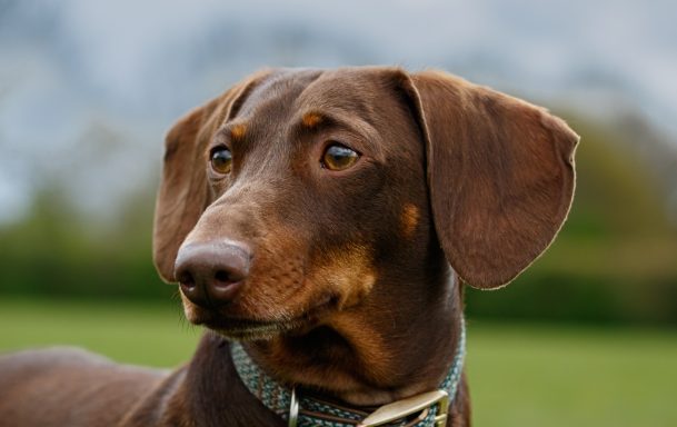 A close-up of a brown dog with a glossy coat, looking attentively to the side.