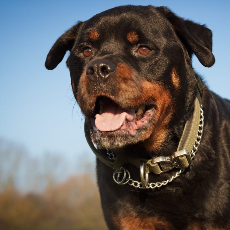 A Rottweiler with a happy expression against a blue sky and trees in the background.