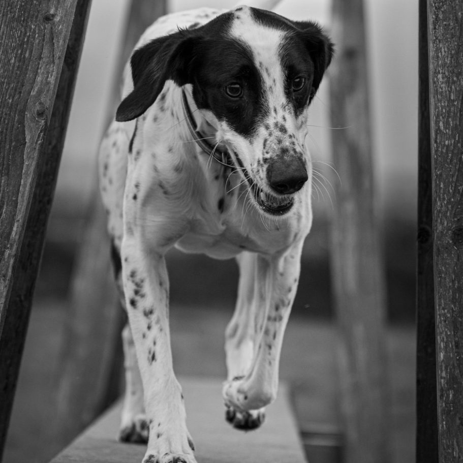 A playful spotted dog running on a wooden pathway.