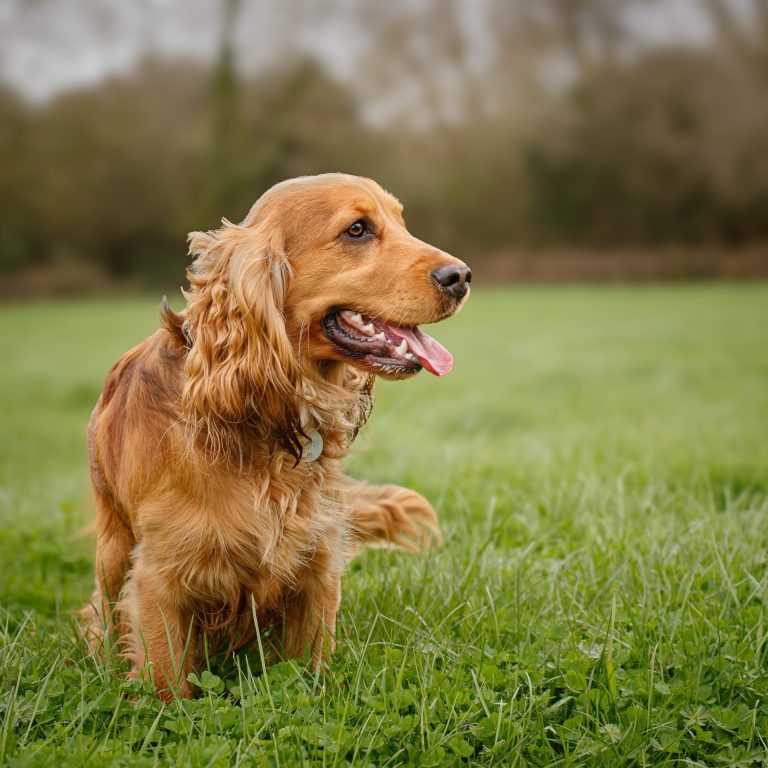 Golden retriever sitting on grass, smiling with tongue out in a natural setting.