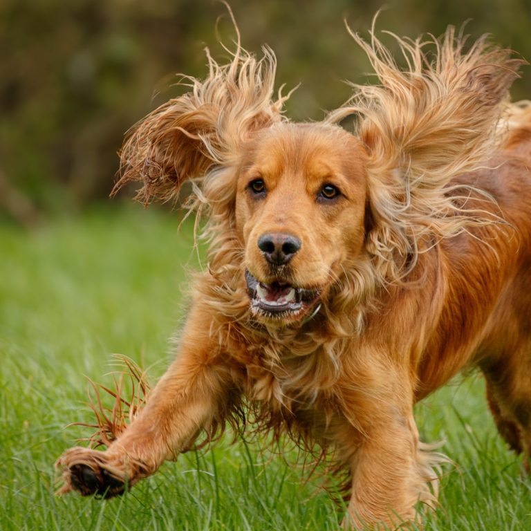 Golden retriever running playfully in a grassy field.